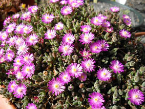 Drosanthemum hispidum